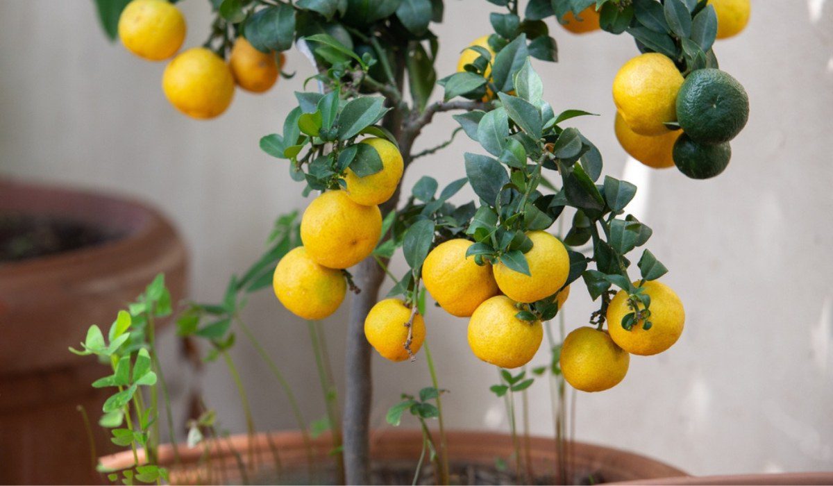 Process to grow a lemon tree in a pot