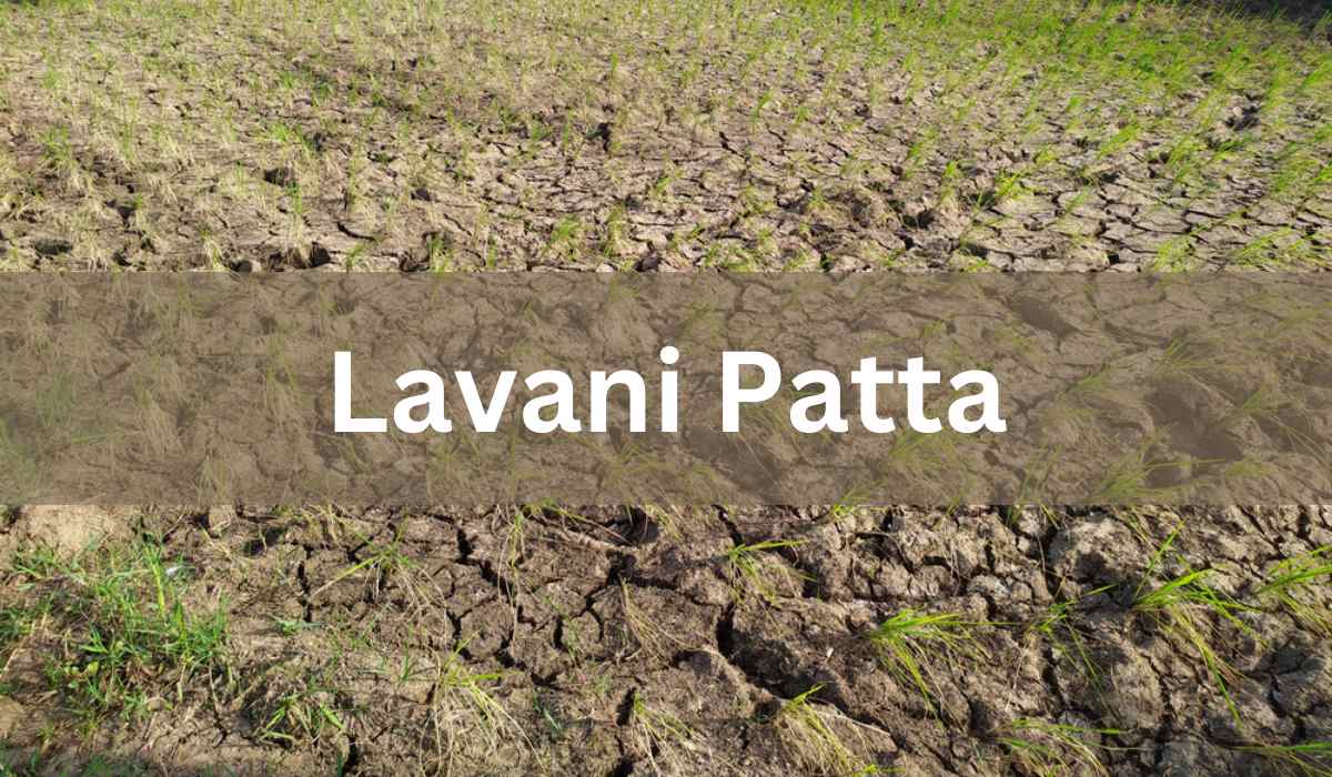 Lavani Patta Meaning, eligibility, transfer, laws, authority