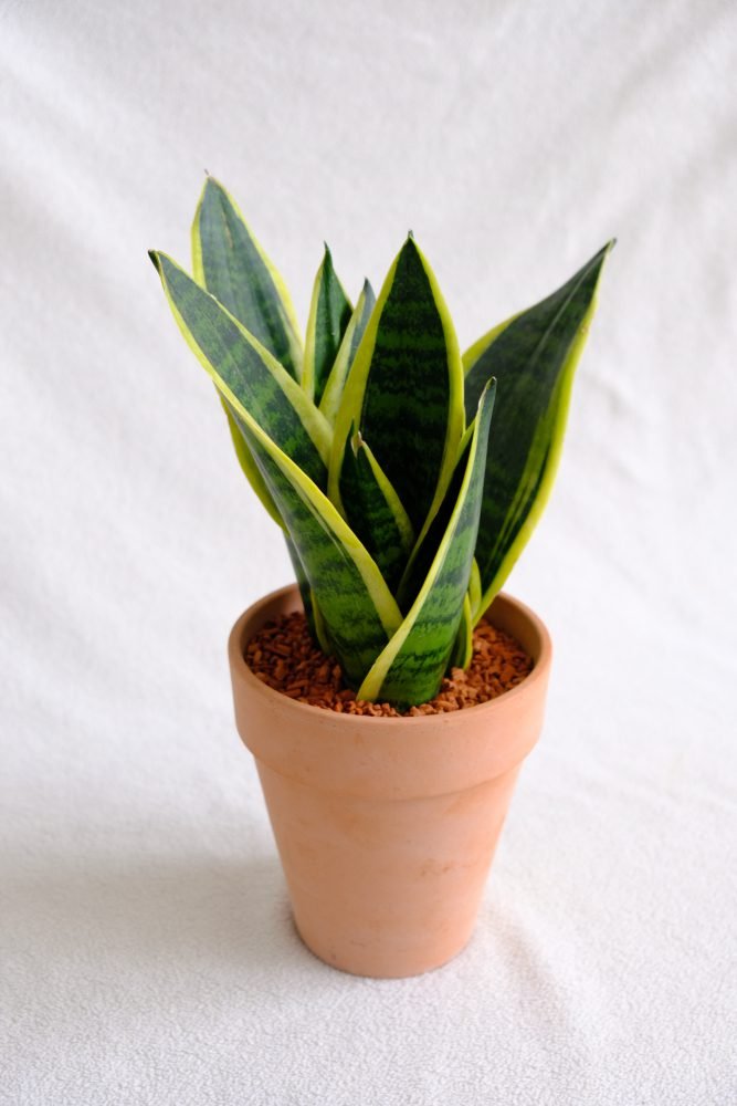 20 indoor plants for good luck as per Feng Shui