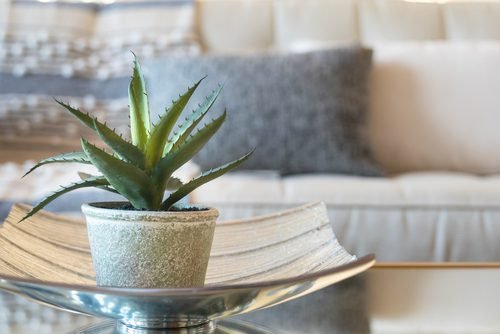 20 indoor plants for good luck as per Feng Shui