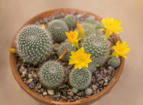 Cactus plants: Types and care tips