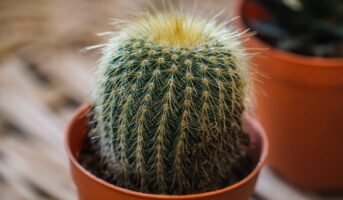Cactus plants: Types and care tips