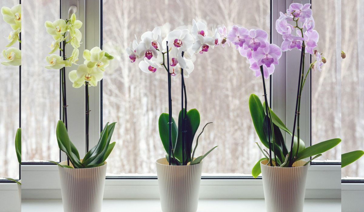 Different types 2024 of orchids