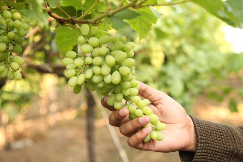 How to grow grapes in your backyard?