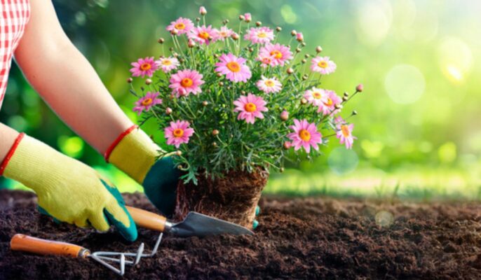 How to plant flowers?