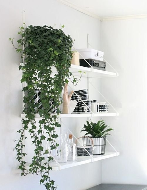 Lucky plants for home