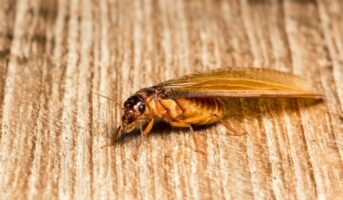 How to get rid of flying termites?