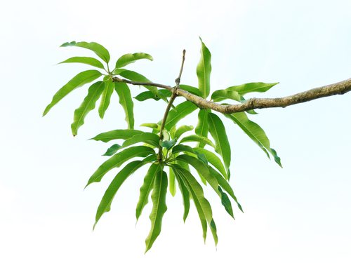 diwali puja samagri list