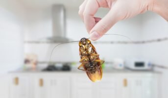 Common kitchen insects and ways to get rid of them