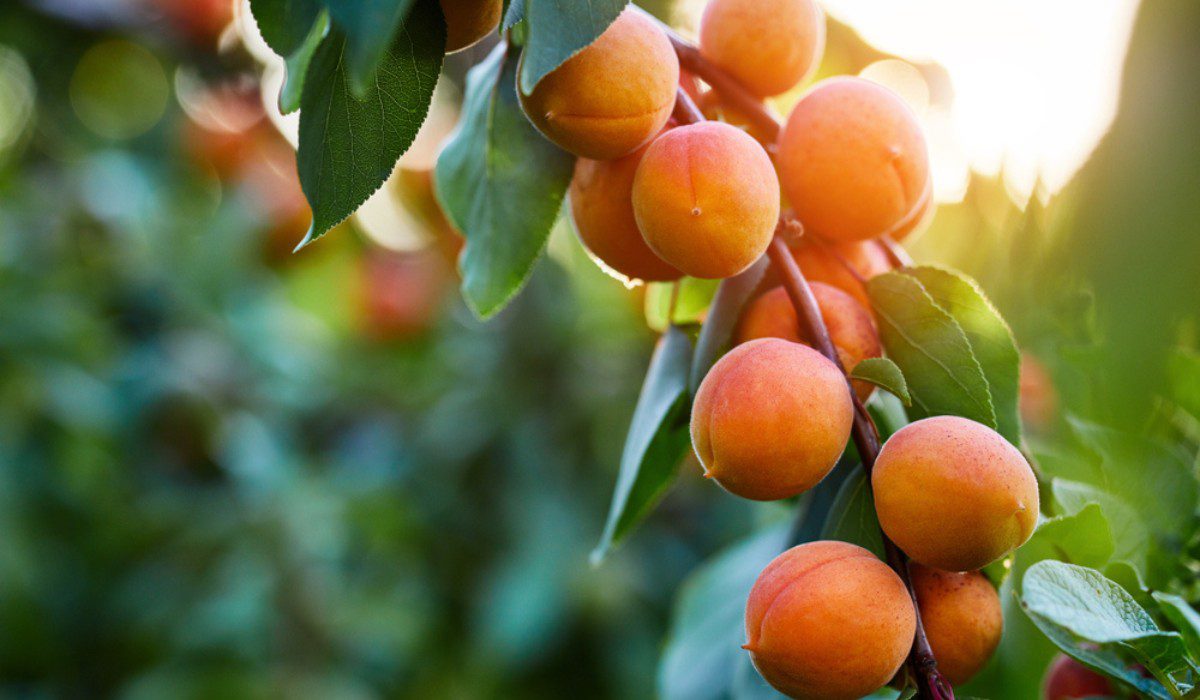 Apricot Tree Facts Growth Care Tips Toxicity Apricot Tree Facts Growth Care Tips Toxicity F