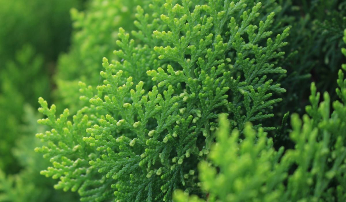 Arborvitae evergreen online