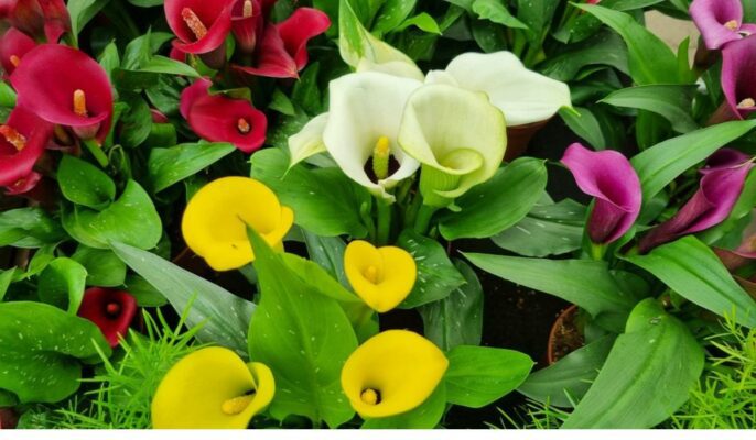 calla-lily-facts-growth-care-tips-toxicity