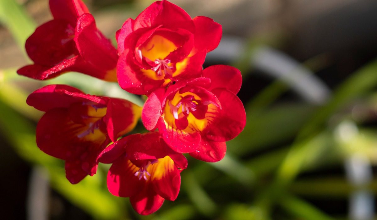 All you need to know about planting freesias as home