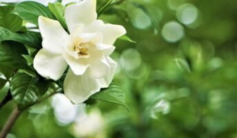 How to grow and care for Gardenia?