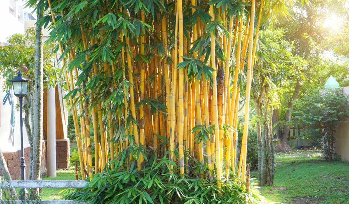 Golden bamboo Facts, varieties, growth, care tips, uses