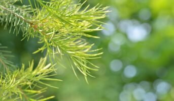 How do you grow and care for a tea tree plant?
