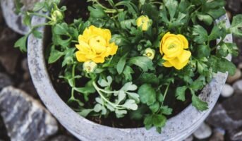 How to care for Ranunculus plant?