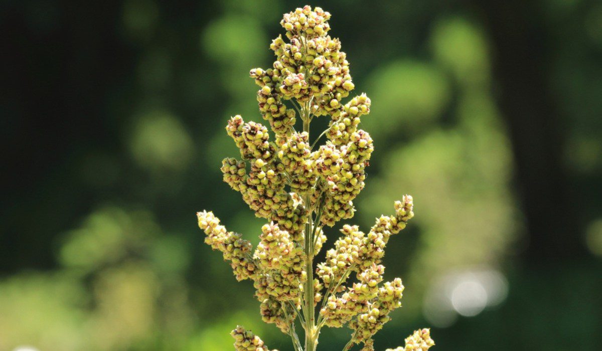 How to grow Quinoa plant at home?