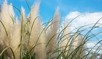 How to grow and care for decorative Pampas Grass?
