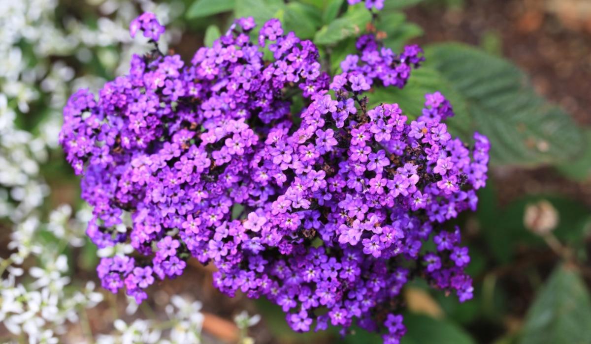 How to grow and take care of Heliotropes?