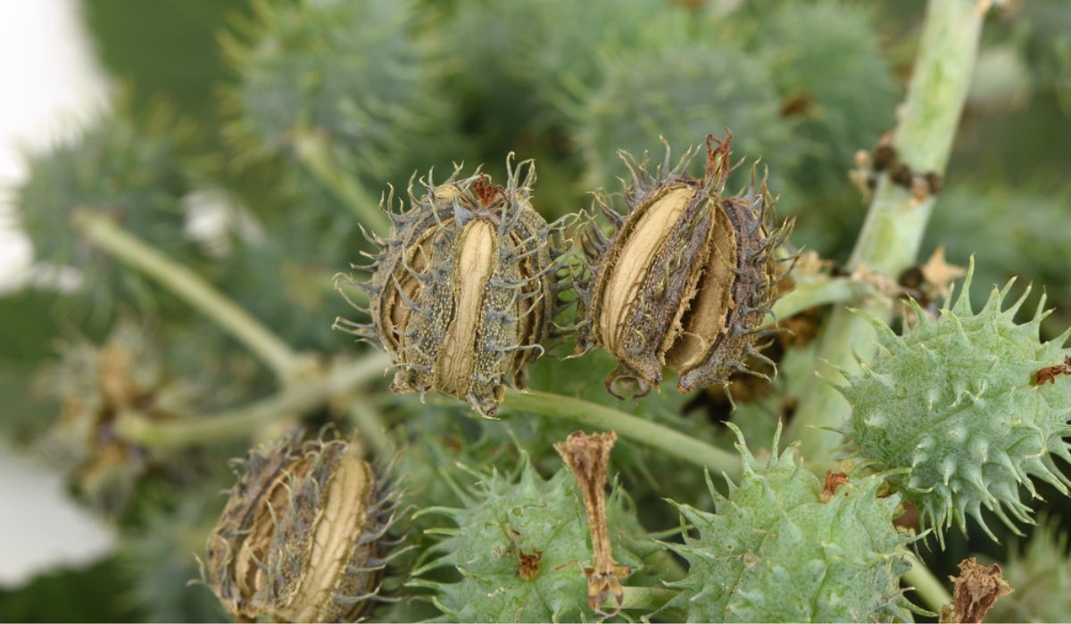 How to grow and take care of castor tree?