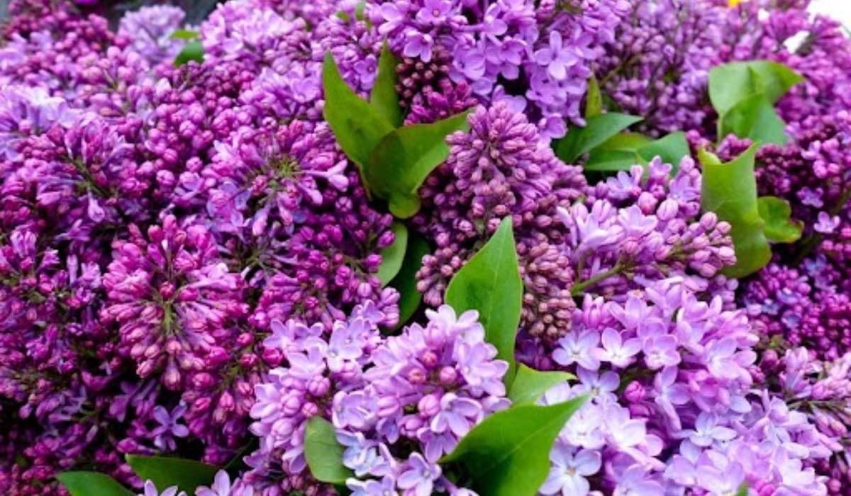 How to Plant, Grow and Care for Lilac
