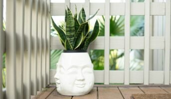 Snake Plant: Vastu tips, benefits and direction for placement