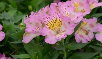 How to grow and care for alstroemeria?
