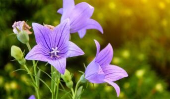 How to grow and care for Bellflowers?