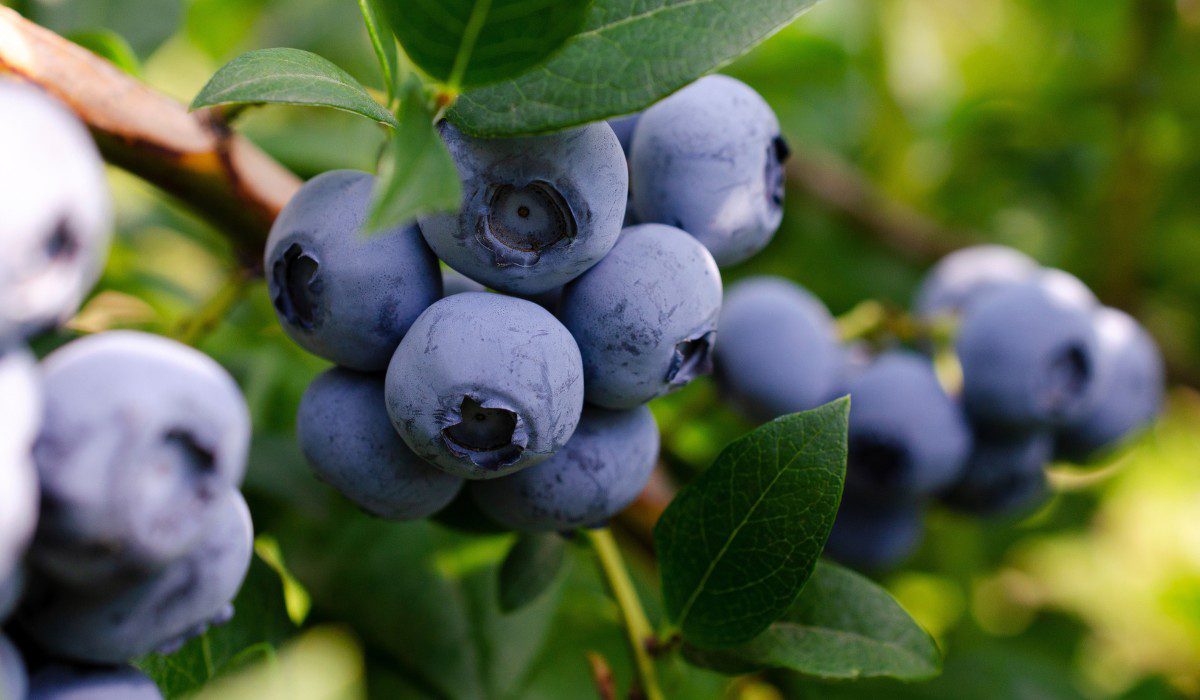 Blueberry plant Facts, growth, care tips, toxicity