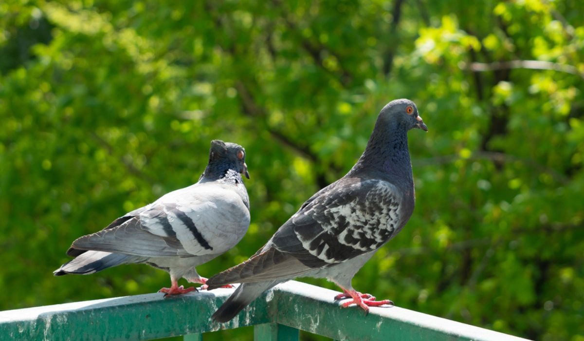 How to get rid of pigeons from home?