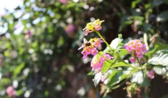 How to grow and care for Lantana plants at home?