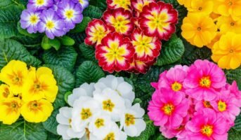 Primrose:  Tips to grow and care