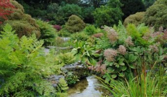 What is a water garden? Is it worth the effort?