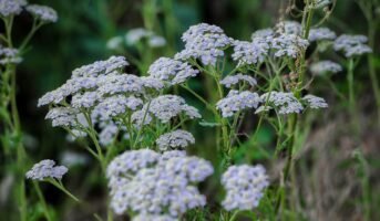 How to grow and take care of yarrow plants?