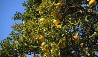 How to grow and care for Yuzu fruit?