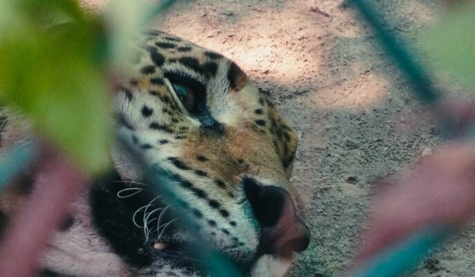 National zoological park leopard