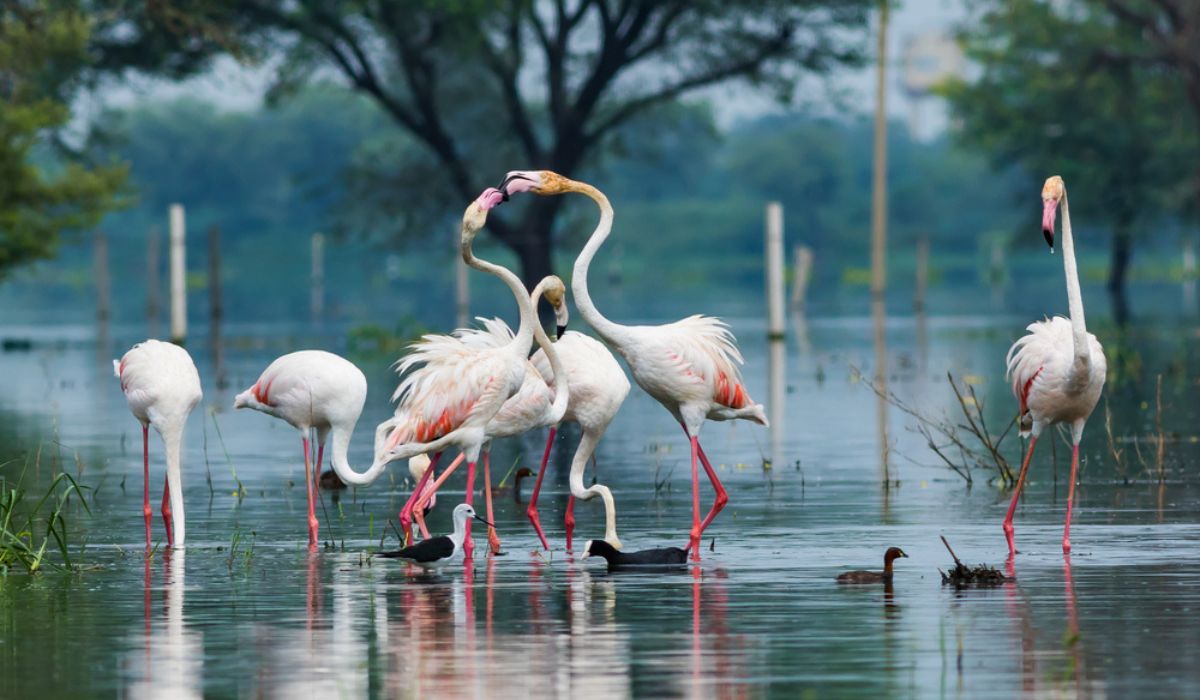 Keoladeo National Park: Travel guide