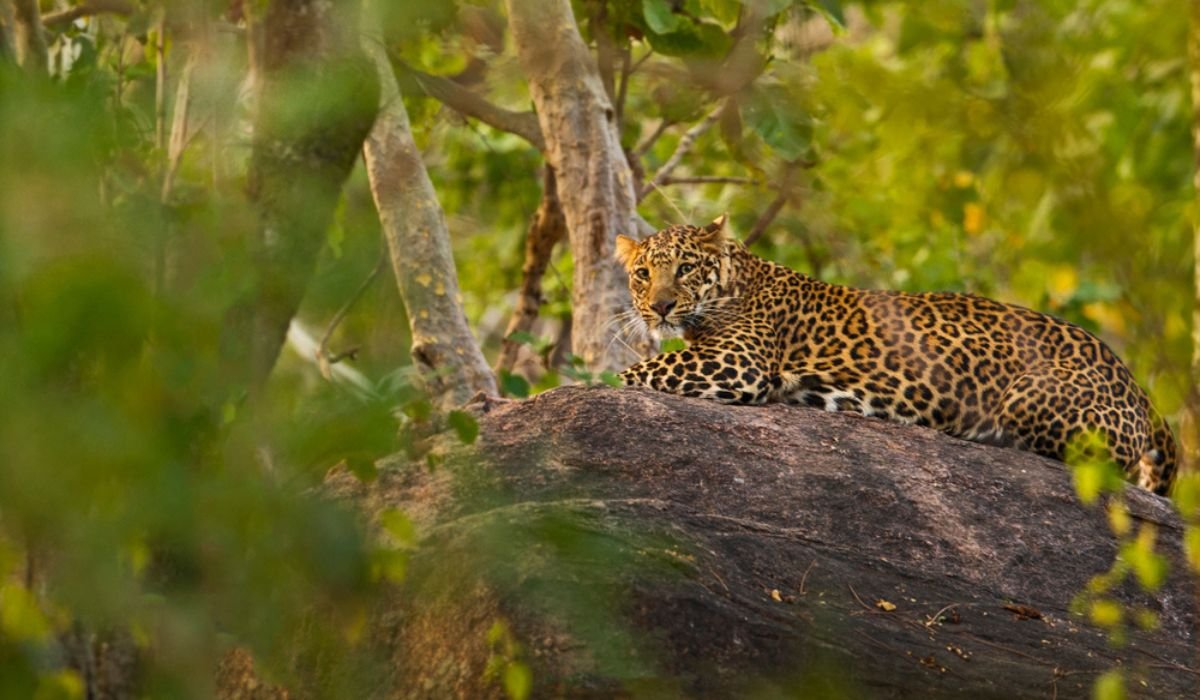 Key facts about Pench National Park