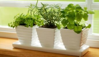 Top 10 indoor medicinal plants