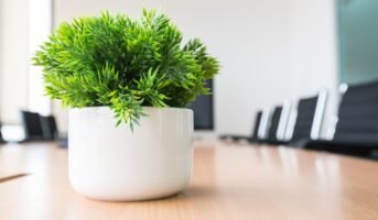 Top 10 office desk plants