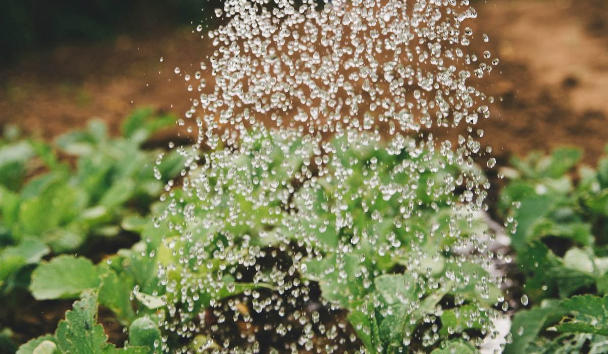10 water saving tips for your garden