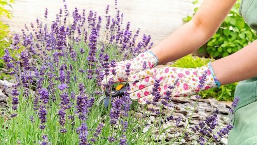 How to grow lavender at home?