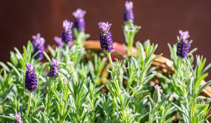 How to grow lavender at home?
