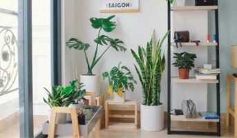 10 indoor plants to freshen up the corners of your home