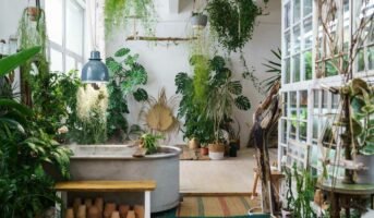 Indoor plants for summer