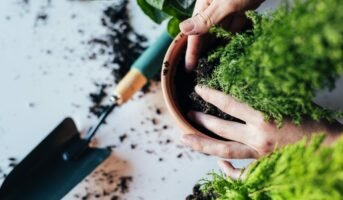 How to take care of plants in summers?