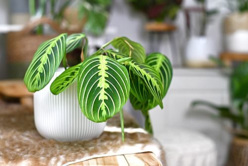 Semi-indoor houseplants to beautify your home
