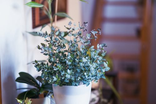 Semi-indoor houseplants to beautify your home