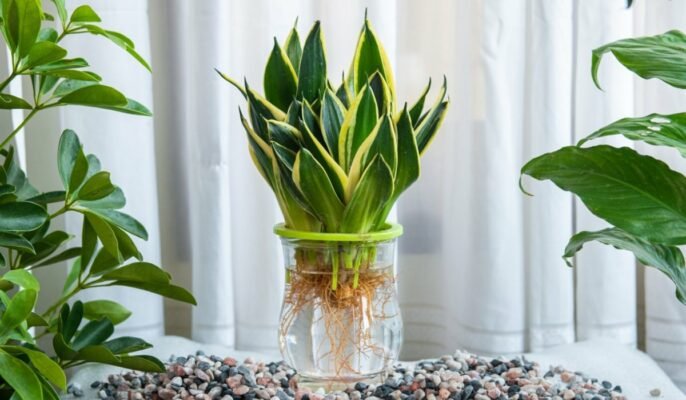 Top 10 indoor plants that release oxygen at night